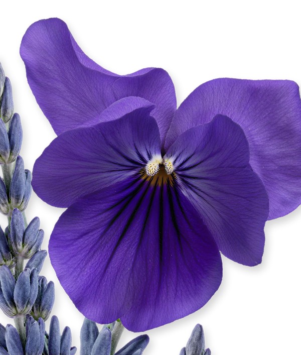 Parfumica - Prestijli Markaların Online Parfüm Satış Sitesi