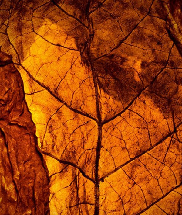 Parfumica - Prestijli Markaların Online Parfüm Satış Sitesi