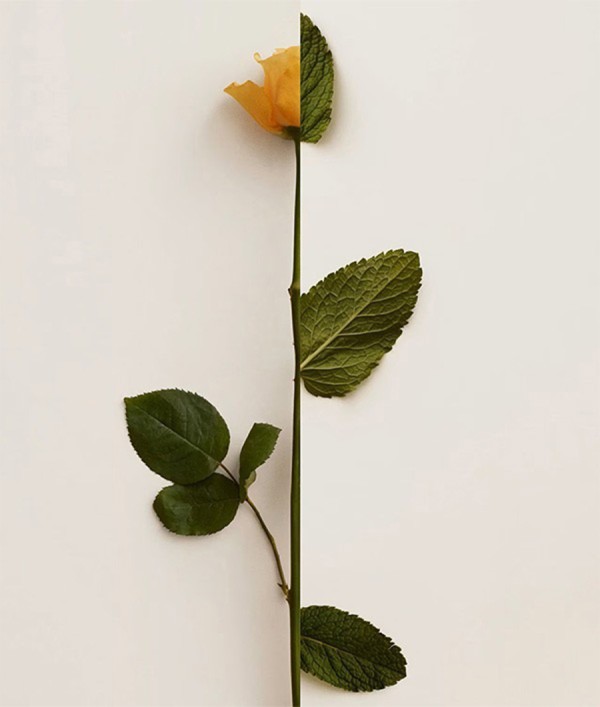 Parfumica - Prestijli Markaların Online Parfüm Satış Sitesi